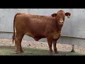 J J Cattle Co Bred Open Replacement Heifer Online Auction