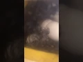 Cuckoo silkies hatching