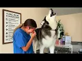 The Most DRAMATIC Huskies of 2026 So Far NEW Funny Dog s