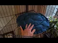 Review PawGiant 4 Tier Cat Cage 51 Inch Cat Crate Kennel