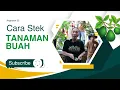Download Lagu Cara Stek Tanaman Buah