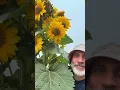 Download Lagu Sunflower season.  Turn to the light. Spread seeds of happiness. Feed the birds.