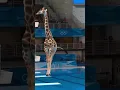 Download Lagu POV: This giraffe is an Olympic diver