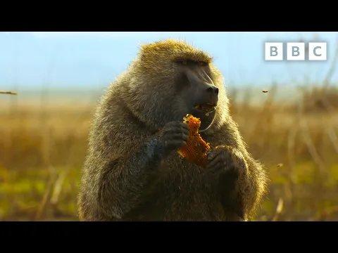 Download MP3 Baboon braves beehive in search for honey | Serengeti - BBC