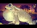 Download Lagu Suara Kodok Bangkong Kolong pengantar tidur