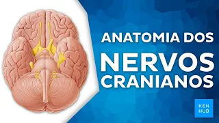 Nervos cranianos: funções, ramos e trajetos - Anatomia Humana | Kenhub