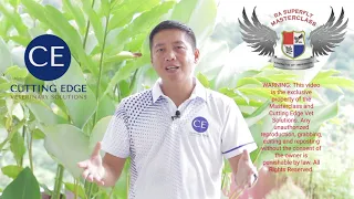 usapang sabong ang tunay na sikreto para manalo ng madalas