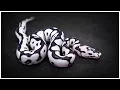 Hetflix - Insane New Ball Pythons Revealed