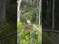 Download Lagu latih burung cendet jadi pikat