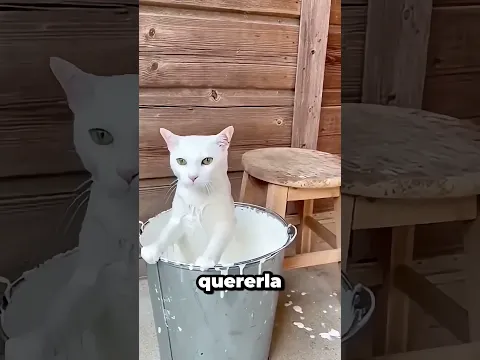 La gata negra hizo algo inesperado para conseguir un hogar