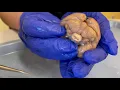 Brain Awareness Week Sheep Brain Dissection