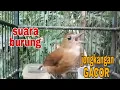 Download Lagu KICAUAN BURUNG JONGKANGAN COKLAT GACOR DOR