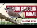 Download Lagu Masteran Kancilan Bakau Gacor Full Isian