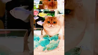 Un accidente resolvió el problema a la perfección#shorts