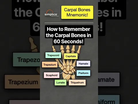 🧠 How to Remember the Carpal Bones in 60 Seconds! [Mnemonic] #anatomy