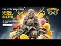 Google s Cannabis Strain in 2025 Lemon Cherry Gelato Review