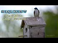 Download Lagu KUMPULAN SUARA BURUNG WALET PALING RESPON VERSI RAJA WALET 77 TERBARU