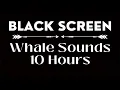 Download Lagu Underwater Whale Sounds | Sounds for Sleeping | 10 Hours Black Screen