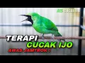 Lagu TERAPI CUCAK IJO GACOR FULL BUKA PARUH COCOK UNTUK PANCINGAN IJO BISU AGAR CEPAT JAMTROK