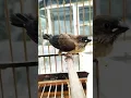 Download Lagu burung emprit gacor pancingan