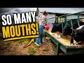 Everybody s Hungry Morning Chores on the Ranch