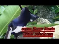 Download Lagu suara Kacer kawin untuk pancingan dan terapi penangkaran Kacer agar bangkit birahinya dan produk.