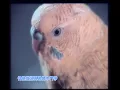 黎瑞恩 - 認真 MTV