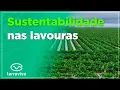 Download Lagu Produção de arroz sustentável
