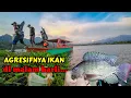 Lagu EDIANNN‼️IKAN MENGILA DI MALAM HARI || MANCING NGANTANG SUKU DALU