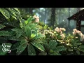 Download Lagu Kalmeer je geest met ontspannende melodieën en natuurgeluiden. Zachte gitaar voor stressvermindering