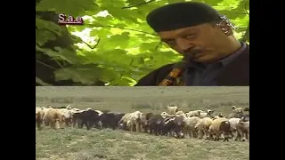 محلی واحد عمادی 