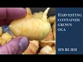 Download Lagu First Oca Container Harvest | brilliant alternative to winter radish | year-round self-sufficiency