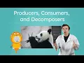 Producers Consumers and Decomposers - Roles in Ecosystems