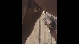 تزاوج الخيول القوية وتكاثرها حصان بدون خصية 