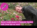 Download Lagu David Austin Junior’s Fantastic Garden with Great tips on roses