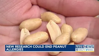 New research could end peanut allergies