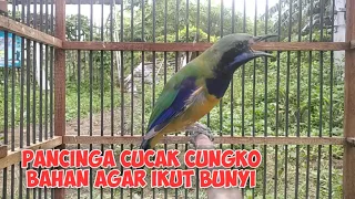 Download Cucak cungkok bird lure material TO LET THE SOUND AND FOLLOW GACOR |Aviary MP3