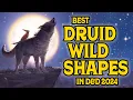 The Best Druid Wild Shapes in D D 2024