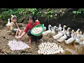 Lagu Harvesting eggs from duck flocks on the farm and taking them to the market to sell