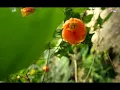 Download Lagu Elvy Sukaesih - Pecah Seribu (Official Video Klip With Lyrics) Download Lagu Elvy Sukaesih - Pecah Seribu (Official Video Klip With Lyrics)