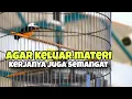 Cara agar murai batu keluar materi dan semangat kerjanya 