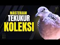 Download Lagu Derkuku Tekukur Kuk 3 Lokal Gacor Suara Memanggil Bunyi