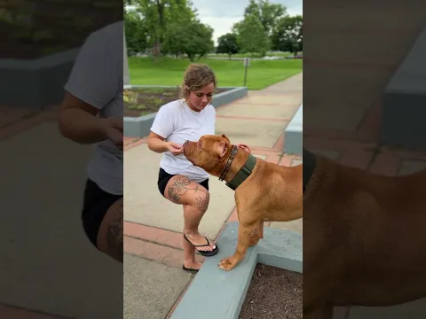 Giant XL Pitbull Buster showing off #pitbull #dogsofyoutube
