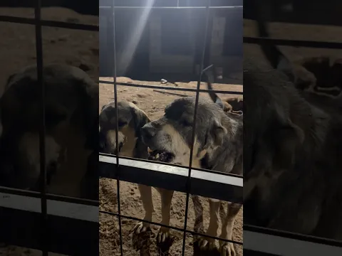وحوش المزرعة داخل القفص! 🔥