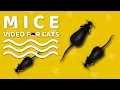 Download Lagu CAT GAMES - Mice. Mouse Sounds Video for Cats | CAT \u0026 DOG TV.