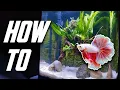 The Betta Fish Tank Guide For Everyone Set Up Equipment More