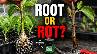 The Cutting You Choose Matters More Than Rooting Hormone 7 Signs a Branch Will Actually Root