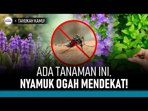 Tanaman Pengusir Nyamuk Alami yang Bisa Ditaruh di Rumah