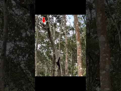 Monkey thought it had the perfect target... 🚫🐒 #fail #trending