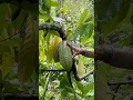 Download Lagu Vragen van klanten beantwoorden over de verkoop van groene Kajuman-chocoladeknoppen #greenchocola...